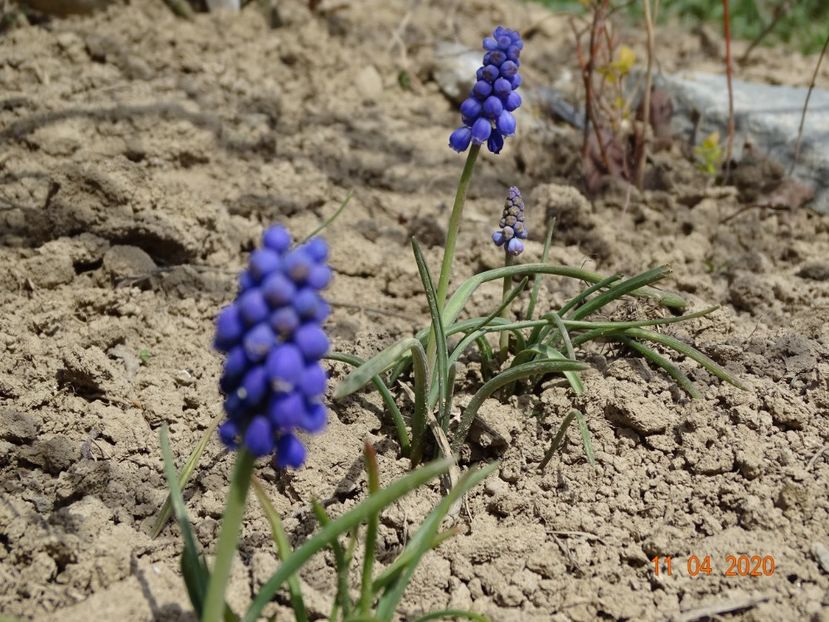 muscari armeniacum - z-Dobarland 2020