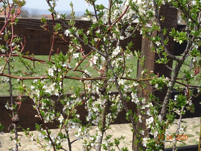 prunus spinosa - z-Dobarland 2020