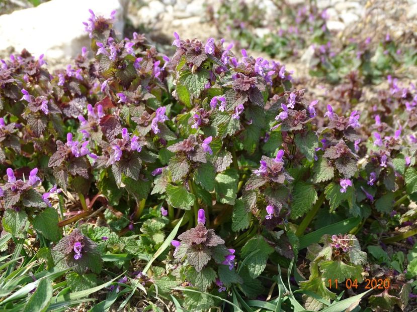 lamium purpureum - z-Dobarland 2020