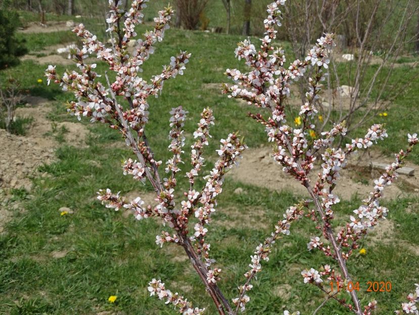 prunus tomentosa - z-Dobarland 2020