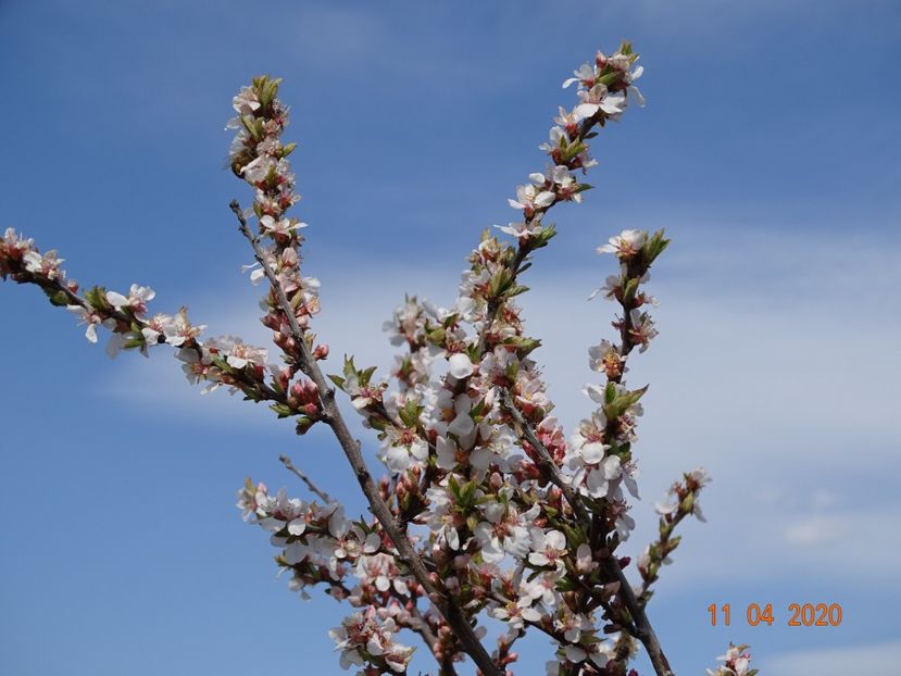 prunus tomentosa - z-Dobarland 2020