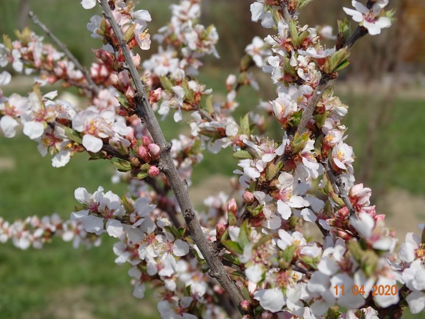 prunus tomentosa - z-Dobarland 2020