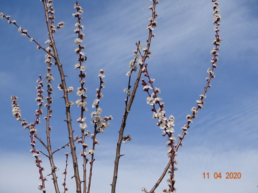 prunus armeniaca - z-Dobarland 2020