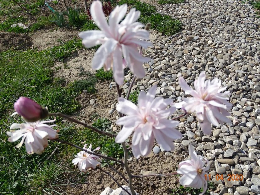 magnolia stellata Chrysanthemumiflora - z-Dobarland 2020