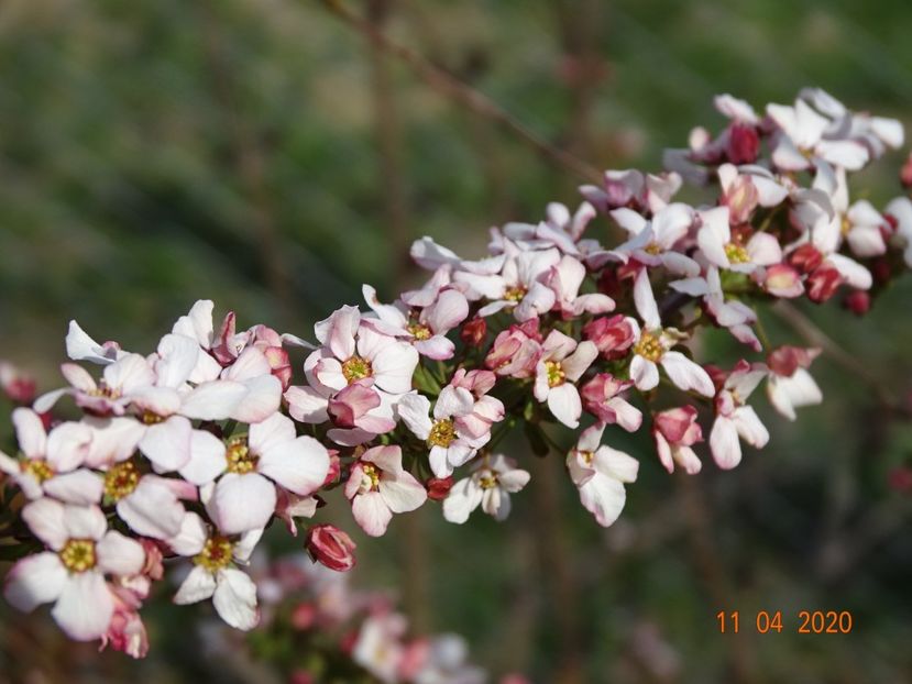 spiraea Fujino Pink - z-Dobarland 2020