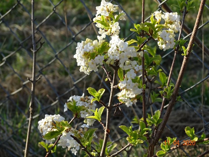 viburnum farreri Candidissimum - z-Dobarland 2020