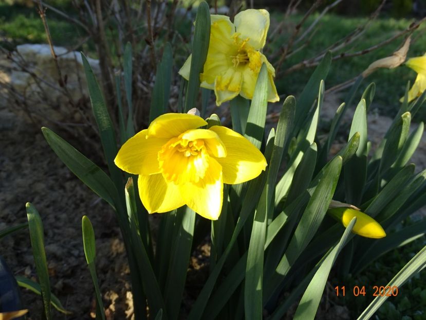 narcise Delibes - z-Dobarland 2020