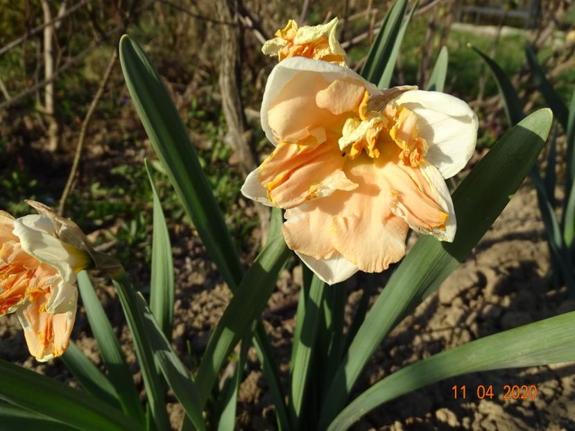 narcise Apricot Whirl - z-Dobarland 2020