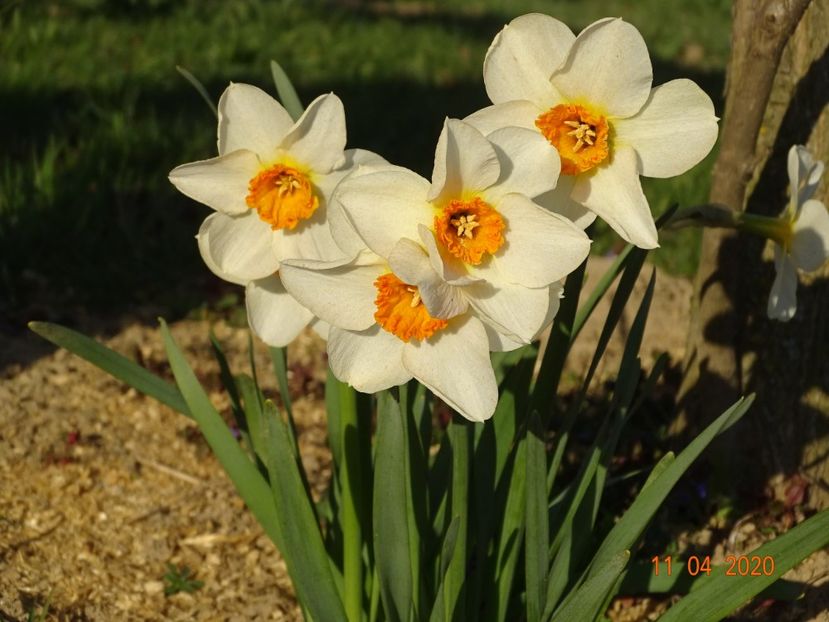 narcise Barrett Browning - z-Dobarland 2020