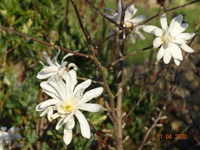 magnolia stellata Royal Star - z-Dobarland 2020
