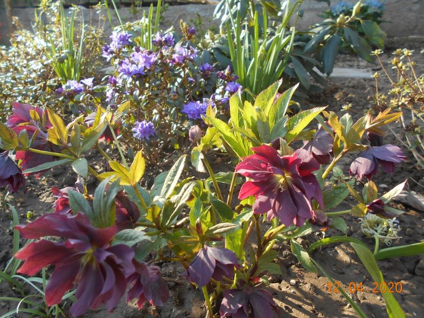  - 1Azalee-rhododendroni-heleborusi-hortensii-hoste 2020