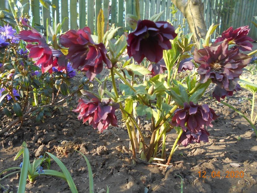  - 1Azalee-rhododendroni-heleborusi-hortensii-hoste 2020