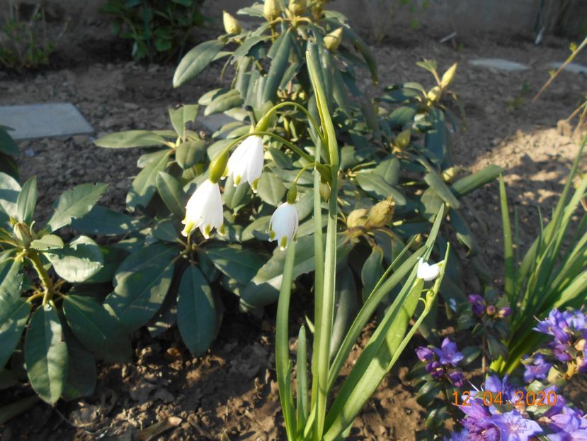  - 1Azalee-rhododendroni-heleborusi-hortensii-hoste 2020