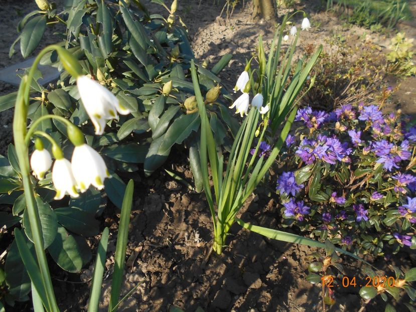  - 1Azalee-rhododendroni-heleborusi-hortensii-hoste 2020