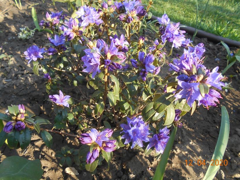 azalea blue tit - 1Azalee-rhododendroni-heleborusi-hortensii-hoste 2020