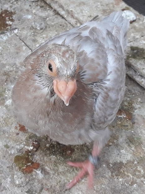  - Indian german 2020