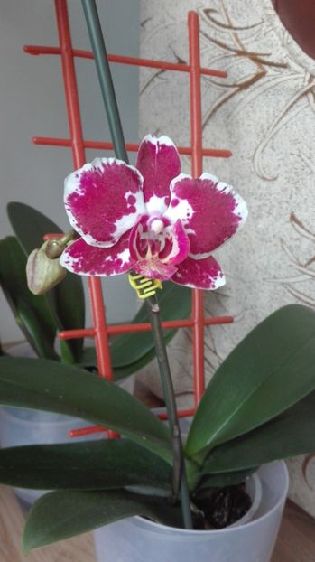  - ORHIDEE