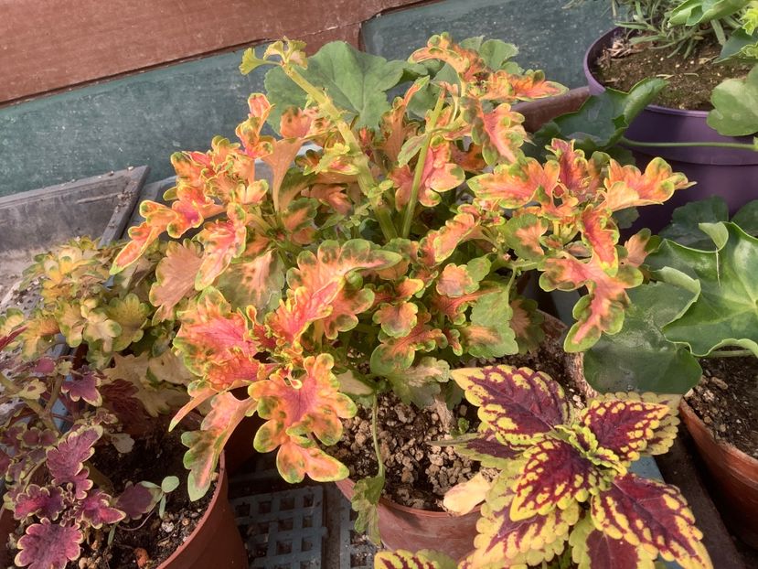  - Coleus Urzicuță