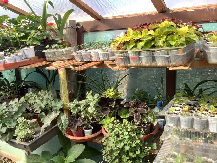 Cymbalaria Muralis - Sera Martie 2020