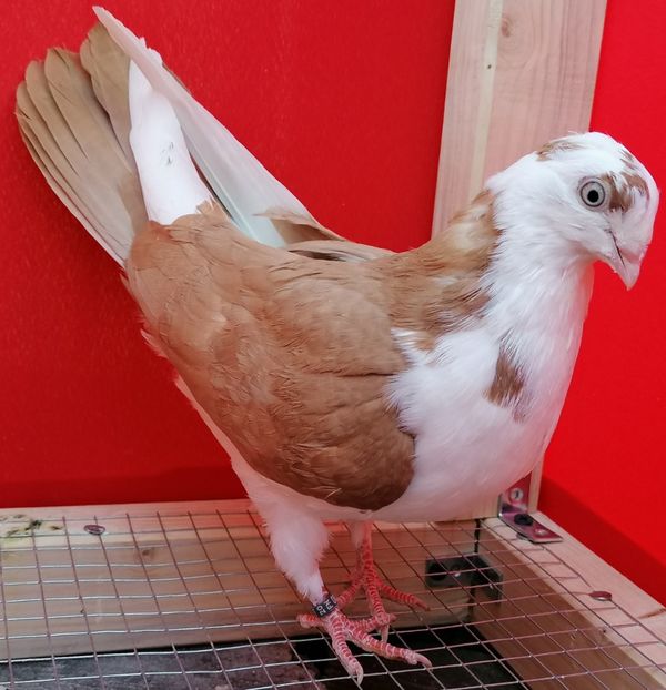 F 2020_08854 - arhiva_porumbei dragi mie