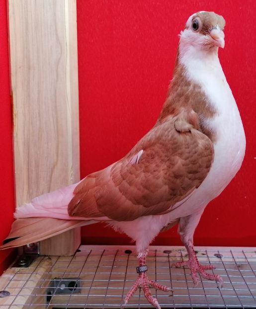 M2020_08869 - porumbei care mi-au apartinut