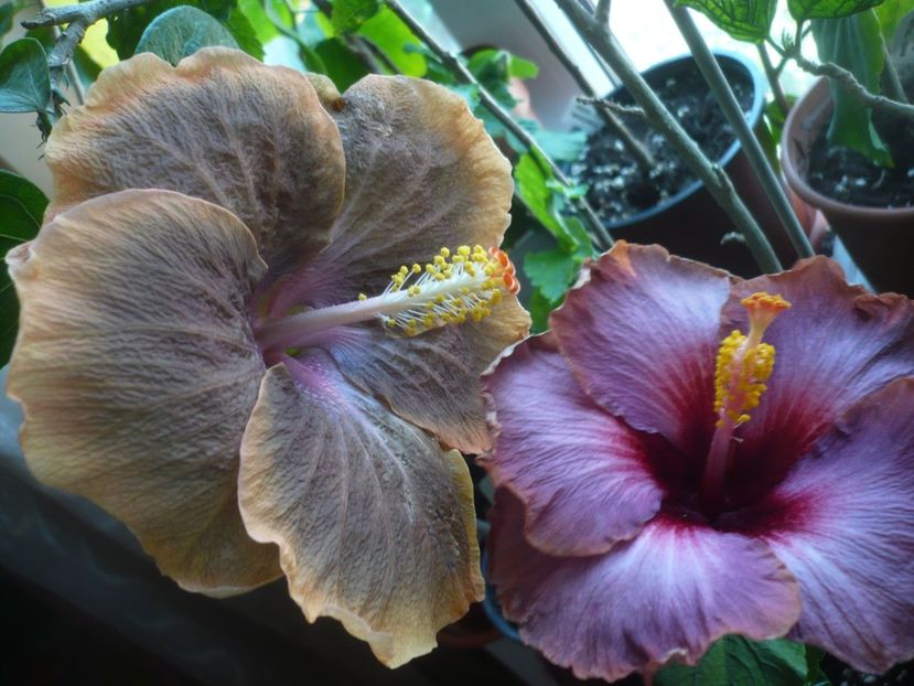 P1430563 - HIBISCUSI 2020-1