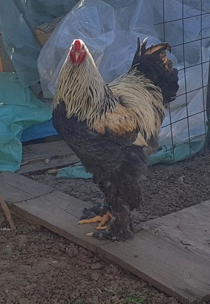 aprilie 2020 - B__Brahma Silver orange