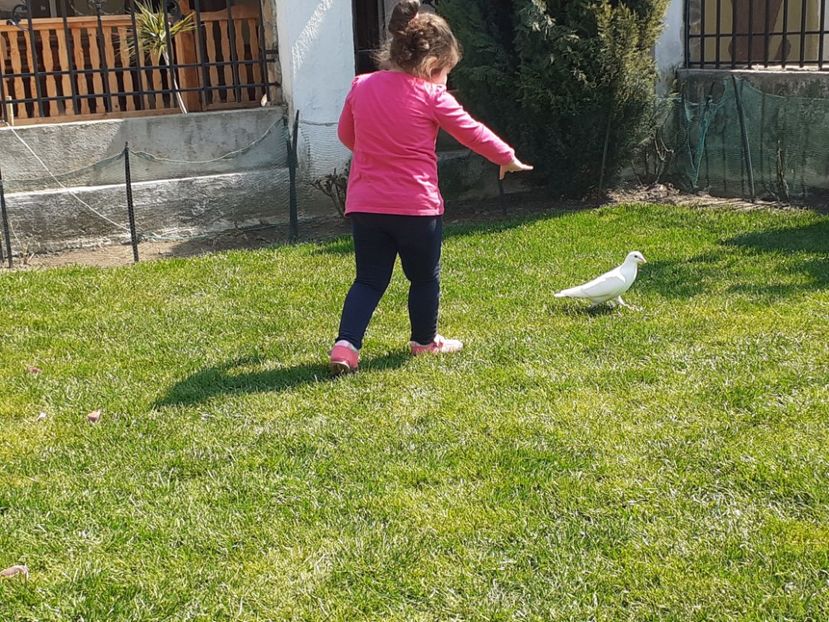  - Porumbei la grămadă în 2020