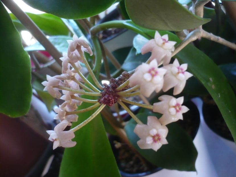 12.04.2020 - HOYA 2020-1