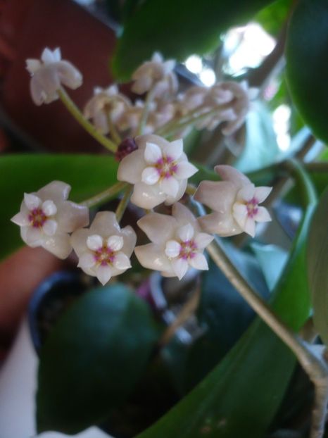 P1430567 - HOYA 2020-1