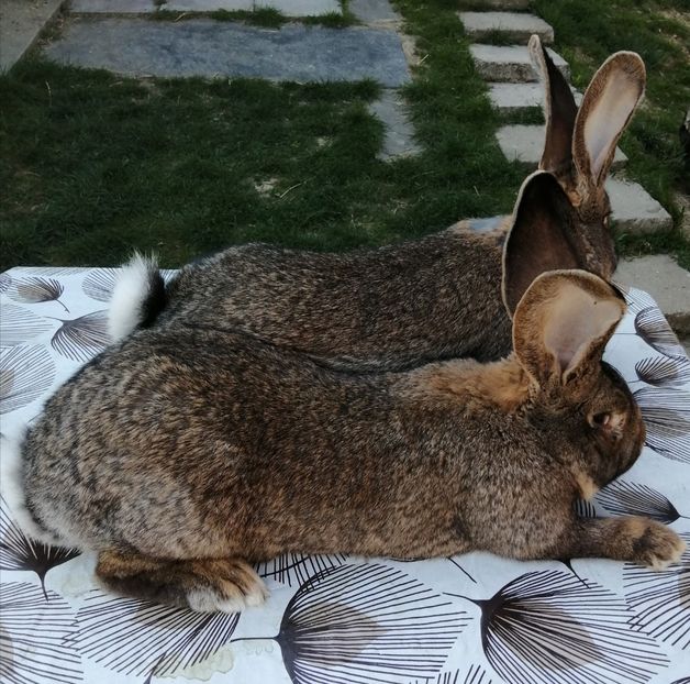  - Masculi UGG 10 luni- Vânduți