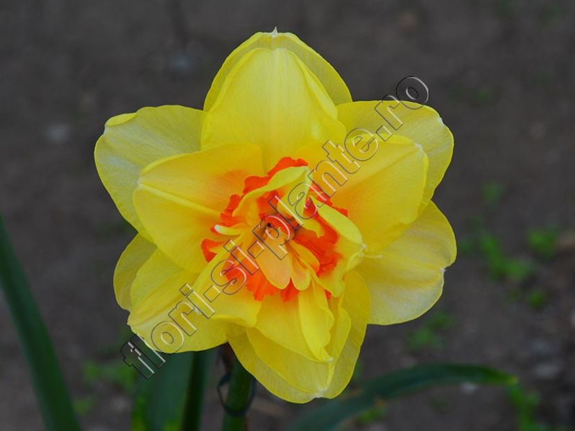 Narcisa - Flori gradina