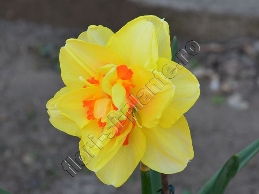 Narcisa - Flori gradina