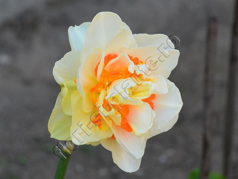Narcisa - Flori gradina