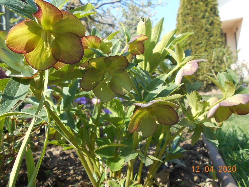  - 1Azalee-rhododendroni-heleborusi-hortensii-hoste 2020
