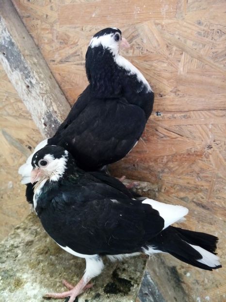 baieti - PUISORI JUCATORI 2020