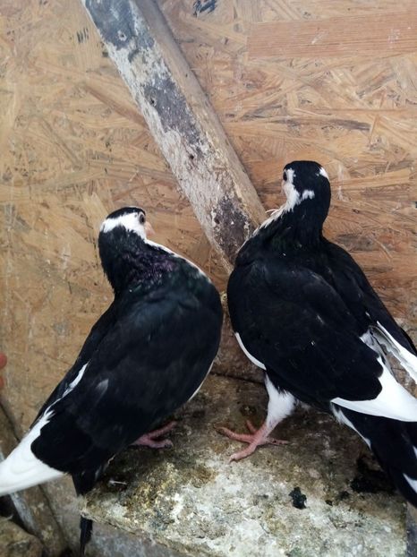 fetitele - PUISORI JUCATORI 2020