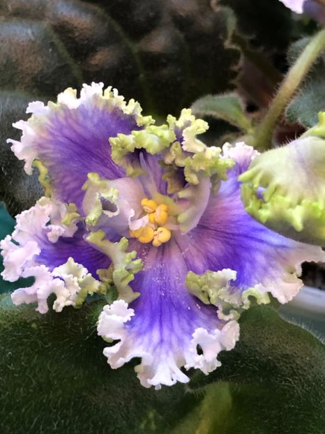 CE838D92-D7C4-45DF-BE42-275DAABBAC2D - Z Kei-Yoki