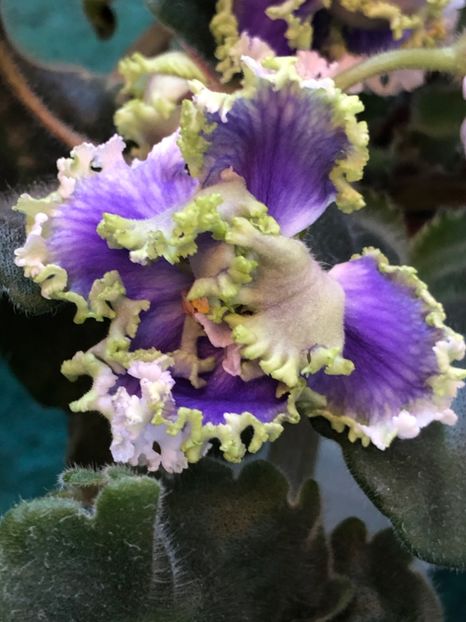 DF6FE193-803D-4C15-A8F1-96A9B472B042 - Z Kei-Yoki