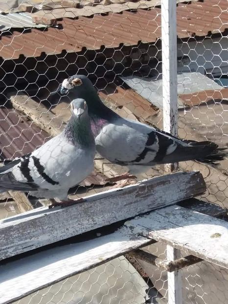  - Voaiajori stil vechi