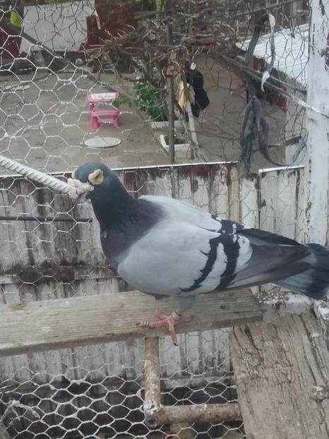  - Voaiajori stil vechi