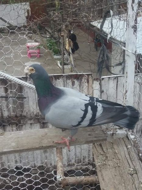  - Voaiajori stil vechi