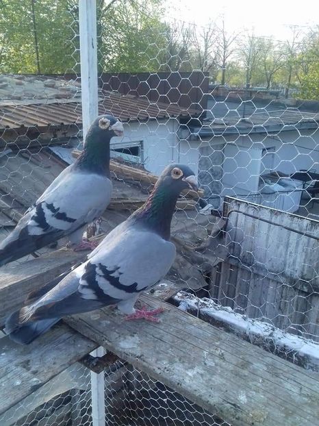  - Voaiajori stil vechi