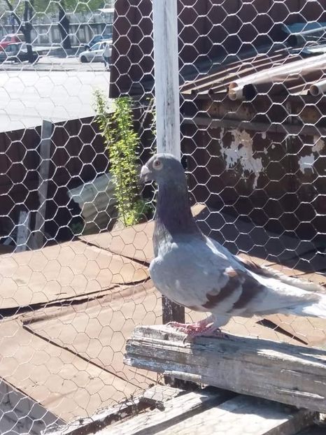  - De vanzare 0759894821