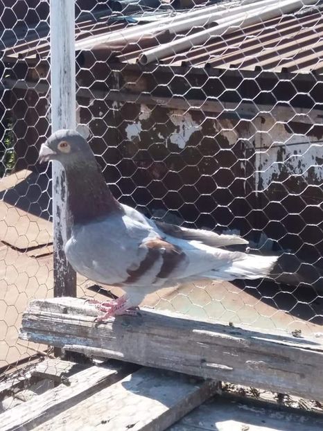  - De vanzare 0759894821