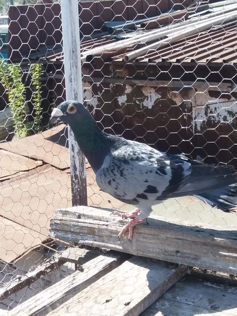  - De vanzare 0759894821