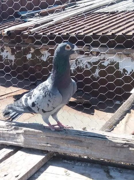  - De vanzare 0759894821