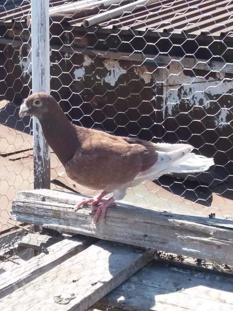  - De vanzare 0759894821