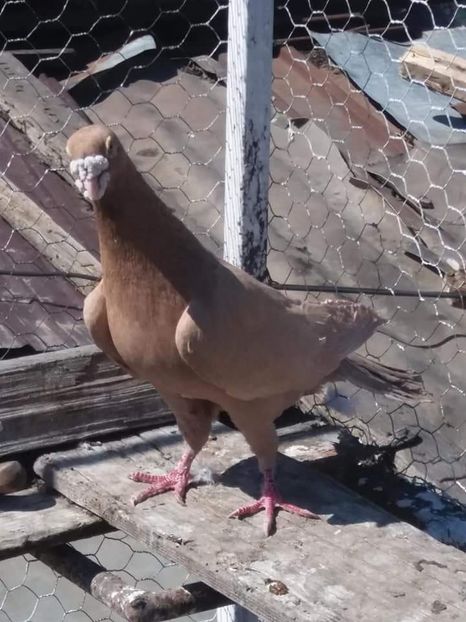  - De vanzare 0759894821