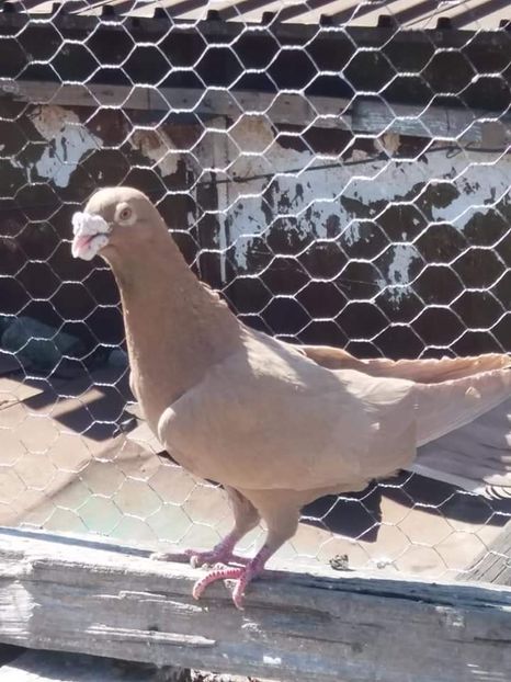  - De vanzare 0759894821